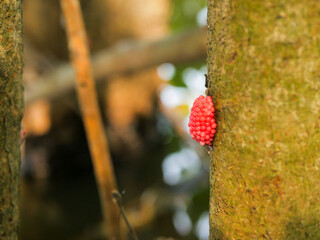 A cluster of pink golden apple snail eggs is attached to the trunk of a tree, standing out vividly...