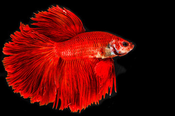 Capture the moving moment of siamese fighting fish isolated on black background. Betta fish