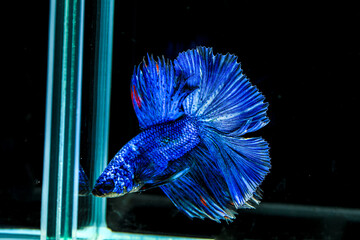 Capture the moving moment of siamese fighting fish isolated on black background. Betta fish