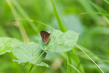 Papillon