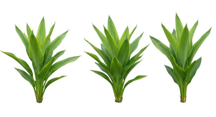 Naklejka premium Three green plants with pointed leaves isolated on transparent background