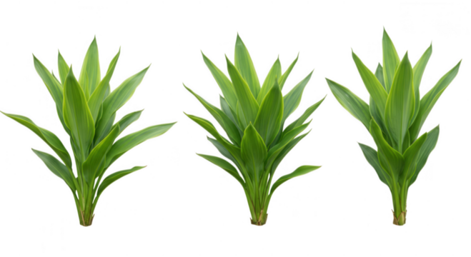 Three green plants with pointed leaves isolated on transparent background