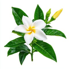 White Flower with Green Leaves on White Background