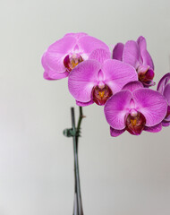  Pink Phalaenopsis orchids against a white background