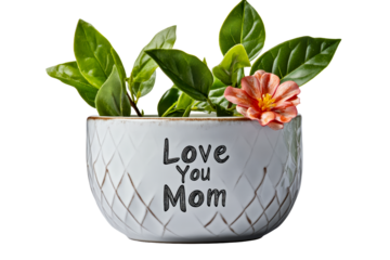 Beautiful plant in decorative pot with love message for mom