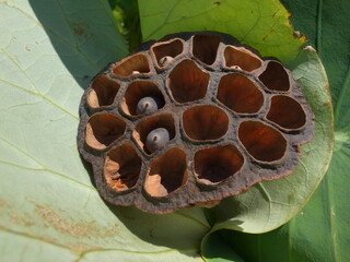 ハスの花托