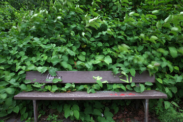 Bench in the park