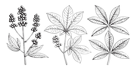 Botanical illustration of three different plant sprigs silhouette