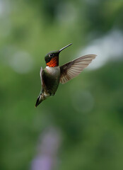 Ruby-Throated Hummingbird in Flight