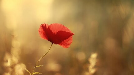 Lone red poppy in a sunset-lit field, evoking beauty and fleeting moments.