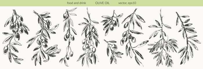 Hand drawn olive branches with leaves and berries ink sketches. For food and drink background, olive oil labels and packaging.
