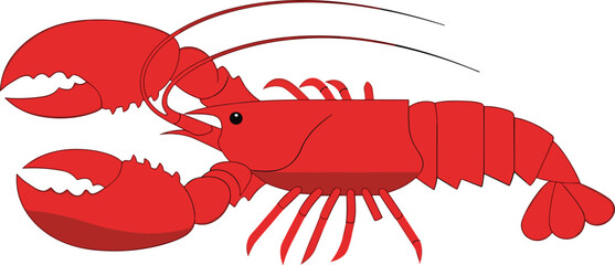 Cad drawing flat vector illustration of red lobster, sea creature clipart, marine animal design, crustacean artwork for education use