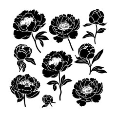 peony flower silhouette graphic set