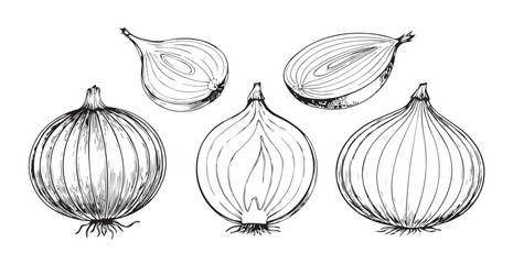 Detailed hand drawn sketch of onions and onion halves silhouette