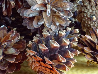 Structure of natural pine cones of medium size. Close-up