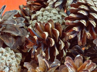 Natural pine cones of medium size close-up