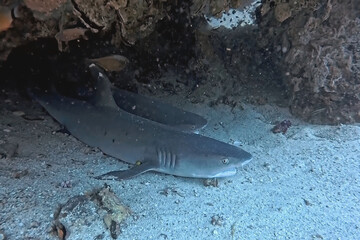 Two sharks resting under a coral ledge in clear blue water