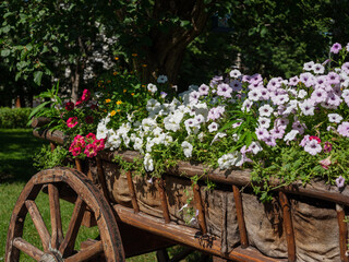 blooming flowers on an old wooden cart