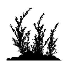 Obraz premium Seaweed Black silhouette isolated on white background