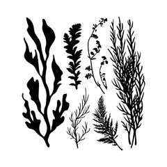 Obraz premium Seaweed Black silhouette set isolated on white background