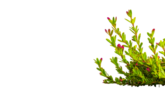 Bright green plant with pink buds on a transparent background - Powered by Adobe