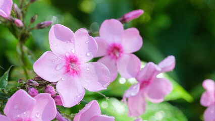 blooming phlox flowers with water drops after rain