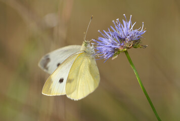 cabbage butterfly or cabbage white pieris brassicae sitting on a blue wild flower, field