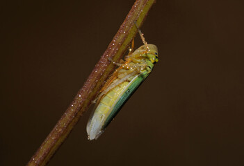 green leafhopper Cicadella viridis sitting on a plant stem