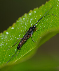 ichneumon wasp, ichneumonid, ichneumonids, or Darwin wasp Ichneumonidae sitting on a tree leaf, forest