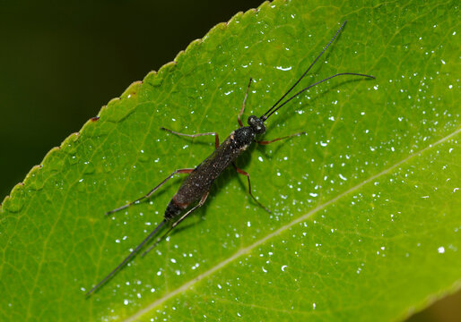ichneumon wasp, ichneumonid, ichneumonids, or Darwin wasp Ichneumonidae sitting on a tree leaf, forest