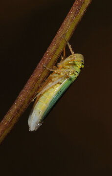 green leafhopper Cicadella viridis sitting on a plant stem