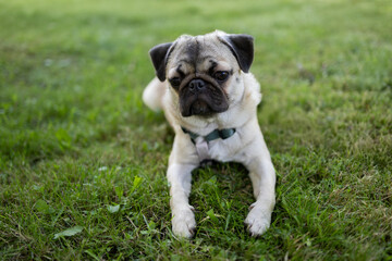Fototapeta premium Cute pug resting on grass
