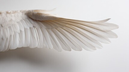 Delicate white feather wing detail, pristine and softly illuminated from above.