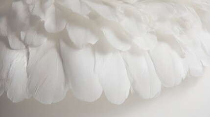 Delicate white feather wing detail, pristine and softly illuminated from above.