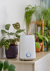 Air humidifier during work among houseplants spraying water vapour steam. Moistens dry air and improving the comfort in the apartment for people and plants.