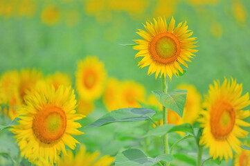 Obraz premium 夏の畑に咲くひまわりの花