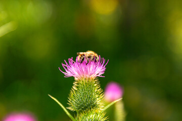 distel