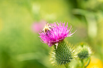 distel