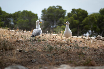 two seagulls dancing and walking