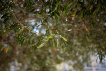olive tree green branch 