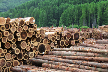 伐採され積み上げられた木材