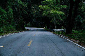 Curved forest road surrounded by dense green trees in a tranquil natural landscape