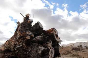 The root of a fallen tree lying on the ground.