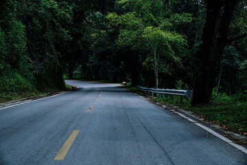 Curved forest road surrounded by dense green trees in a tranquil natural landscape