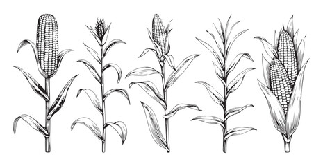 Detailed hand drawn sketch of five corn stalks silhouette