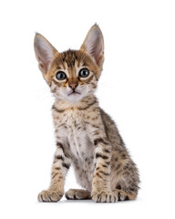 Obraz premium Tiny Savannah cat kitten, sitting up facing front. Looking towards camera with big attitude. Isolated on a white background.