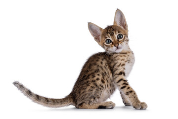 Tiny Savannah cat kitten, sitting up side ways. Looking towards camera with big attitude. Isolated on a white background.