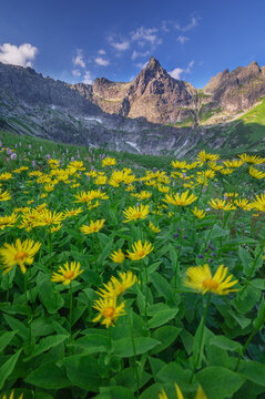 Aerial view of vibrant yellow flowers bloom in the mountain valley, contrasting against the rugged, rocky peaks under a clear blue sky, location unknown.