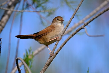 Cetti's warbler // Seidensänger (Cettia cetti)