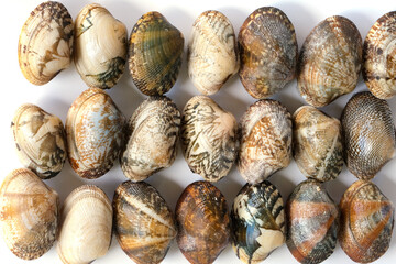 Clams on white background. Seafood.